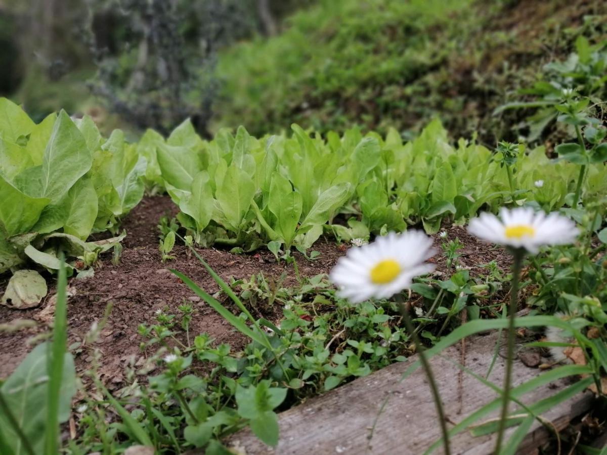 Il Metato Di Gallena Bed & Breakfast Stazzema ภายนอก รูปภาพ