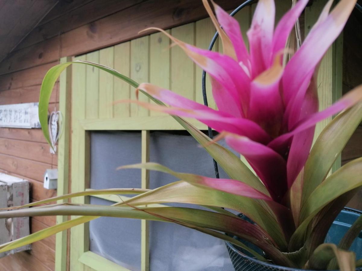Il Metato Di Gallena Bed & Breakfast Stazzema ภายนอก รูปภาพ